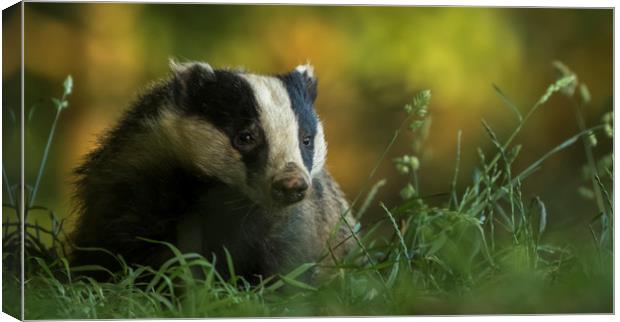 Badger in early evening Canvas Print by harry morgan