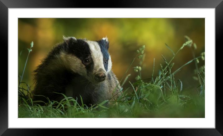 Badger in early evening Framed Mounted Print by harry morgan
