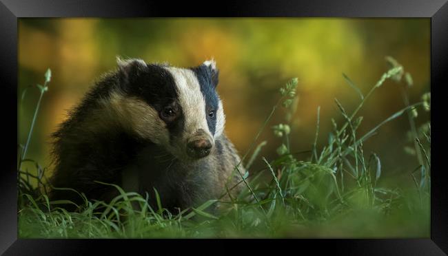Badger in early evening Framed Print by harry morgan