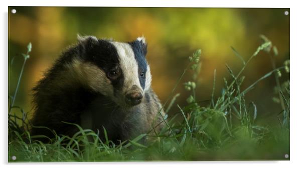 Badger in early evening Acrylic by harry morgan
