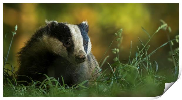 Badger in early evening Print by harry morgan