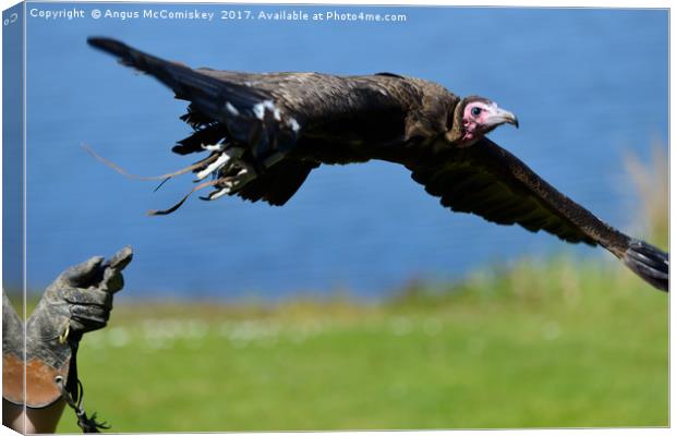 I'm free - vulture in flight Canvas Print by Angus McComiskey