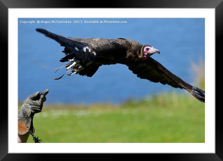 I'm free - vulture in flight Framed Mounted Print by Angus McComiskey