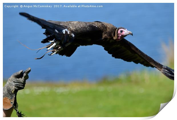I'm free - vulture in flight Print by Angus McComiskey