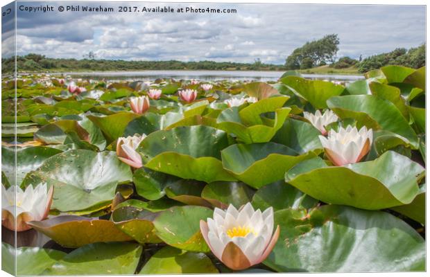 Water Lilies Canvas Print by Phil Wareham