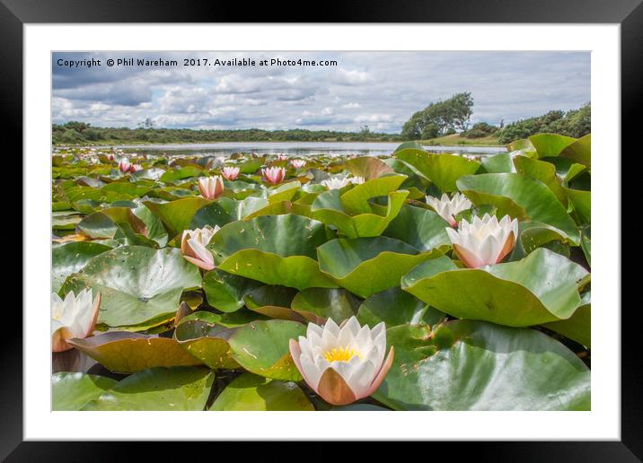 Water Lilies Framed Mounted Print by Phil Wareham