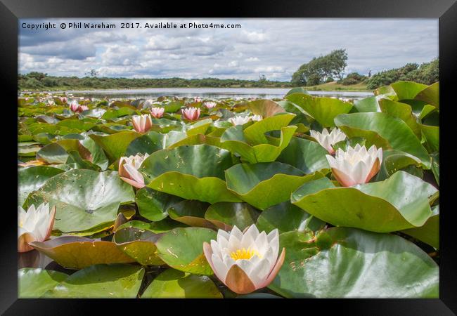 Water Lilies Framed Print by Phil Wareham