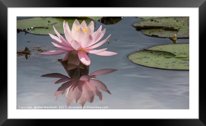 Hatchet Moor Water Lily Framed Mounted Print by Phil Wareham