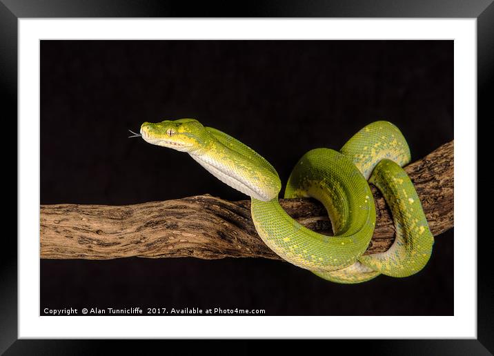 Green Tree Python Framed Mounted Print by Alan Tunnicliffe