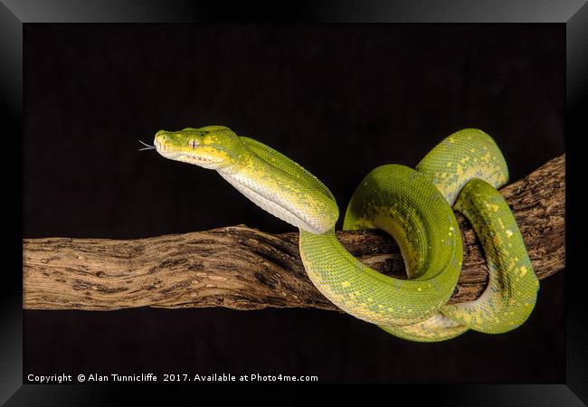Green Tree Python Framed Print by Alan Tunnicliffe