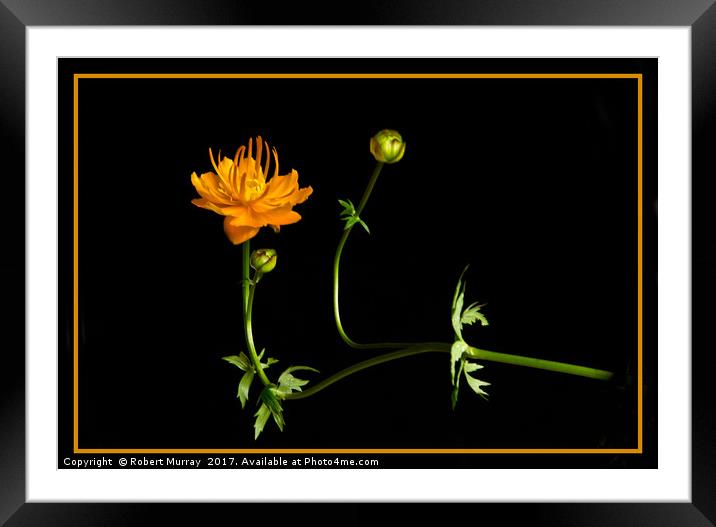 Golden Queen Framed Mounted Print by Robert Murray