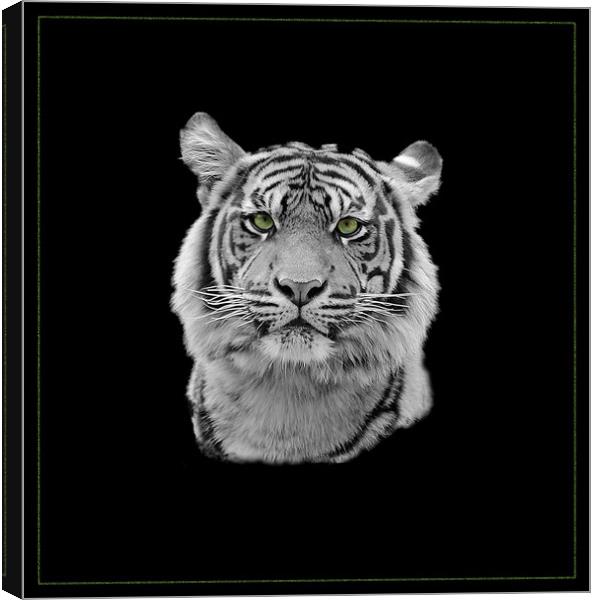 Tiger Tiger Canvas Print by Gordon Stein