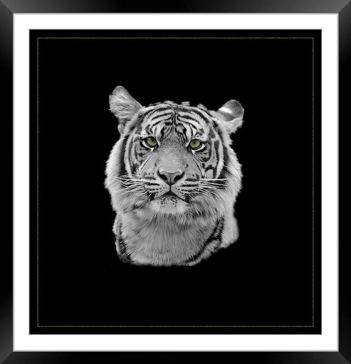 Tiger Tiger Framed Mounted Print by Gordon Stein