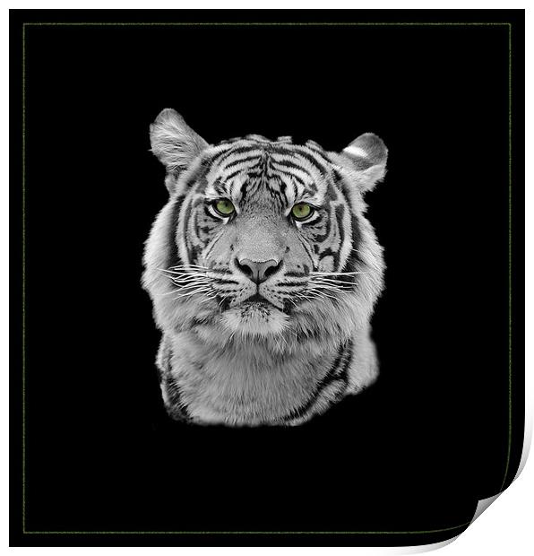 Tiger Tiger Print by Gordon Stein