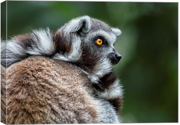 Ring-tailed Lemur Canvas Print by Angela H