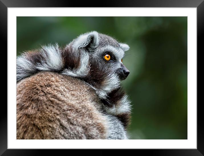 Ring-tailed Lemur Framed Mounted Print by Angela H