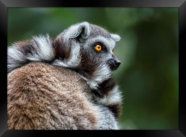 Ring-tailed Lemur Framed Print by Angela H