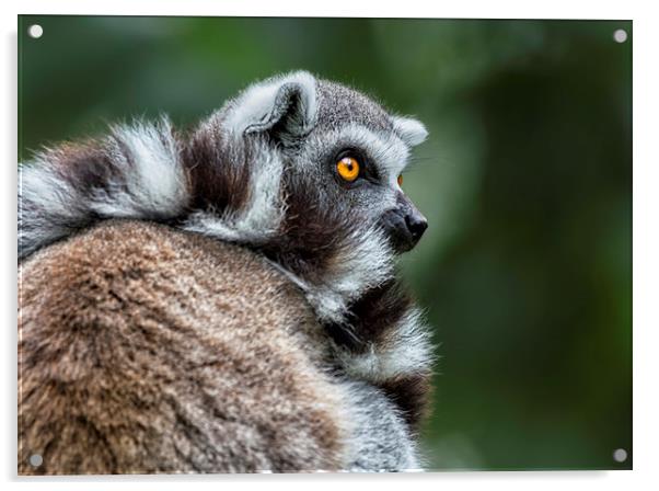 Ring-tailed Lemur Acrylic by Angela H