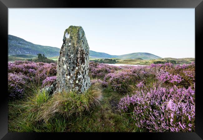  Standing Stone and Heather Framed Print by Janette Hill