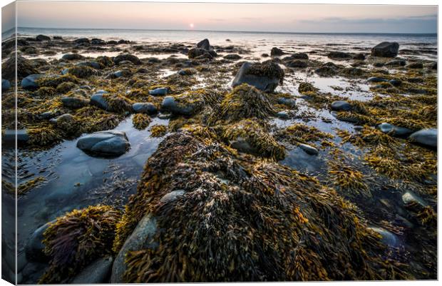 Seaweed and Rock Canvas Print by Janette Hill