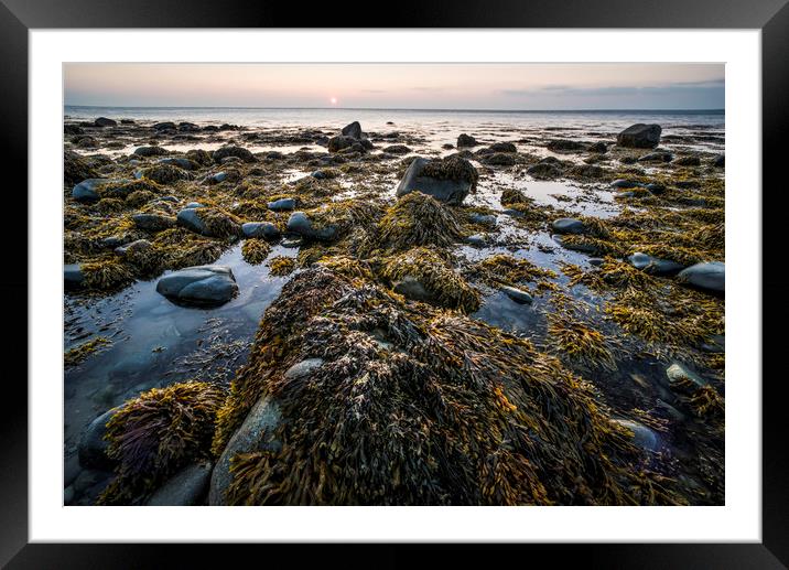 Seaweed and Rock Framed Mounted Print by Janette Hill