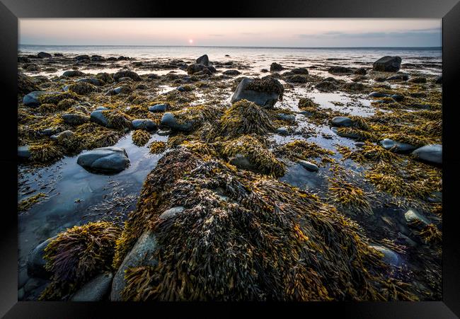 Seaweed and Rock Framed Print by Janette Hill