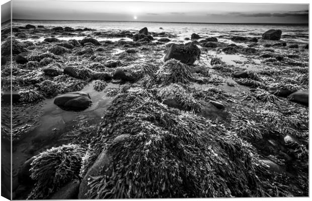 Seaweed and Rocks in Mono Canvas Print by Janette Hill