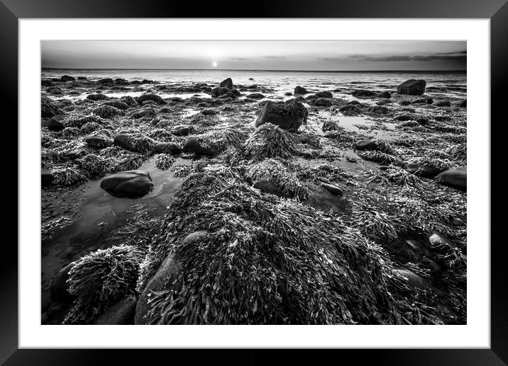 Seaweed and Rocks in Mono Framed Mounted Print by Janette Hill