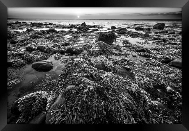 Seaweed and Rocks in Mono Framed Print by Janette Hill