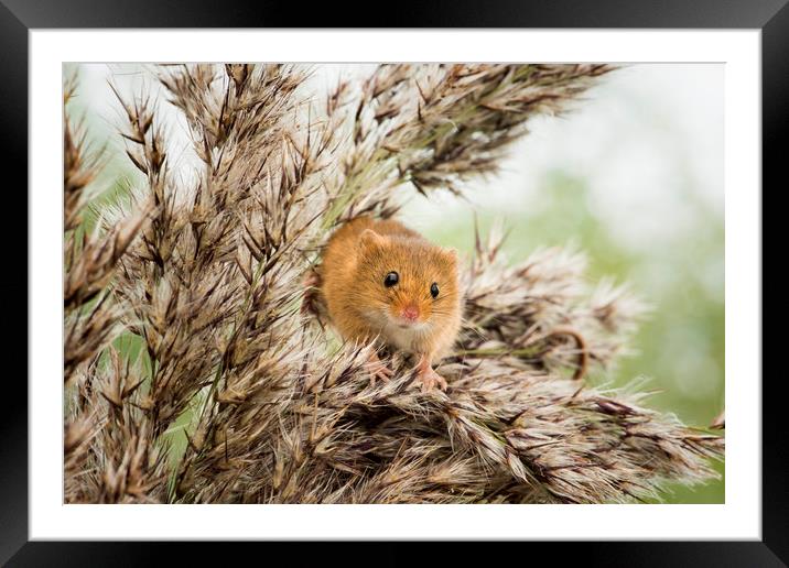 Harvest Mouse  Framed Mounted Print by Janette Hill