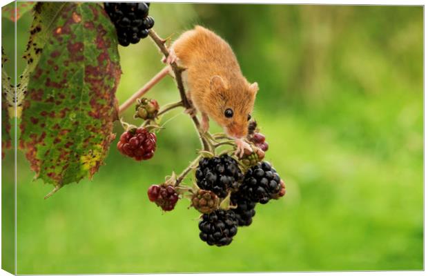 Harvest Mouse and Berries Canvas Print by Janette Hill