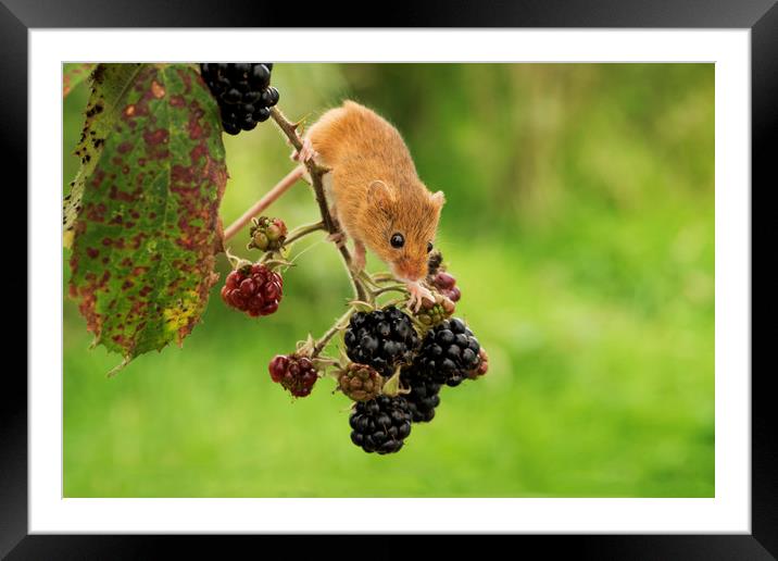 Harvest Mouse and Berries Framed Mounted Print by Janette Hill