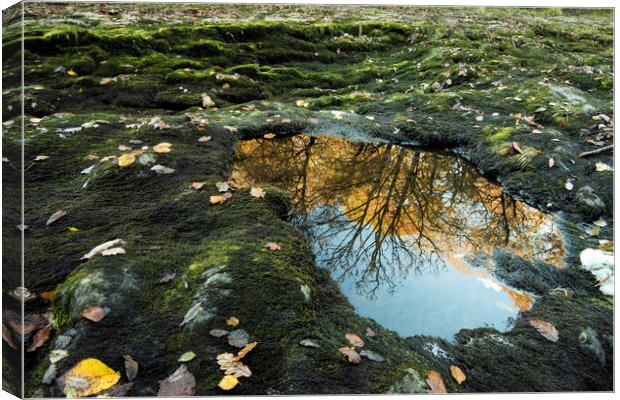 Limestone Reflection Canvas Print by Janette Hill