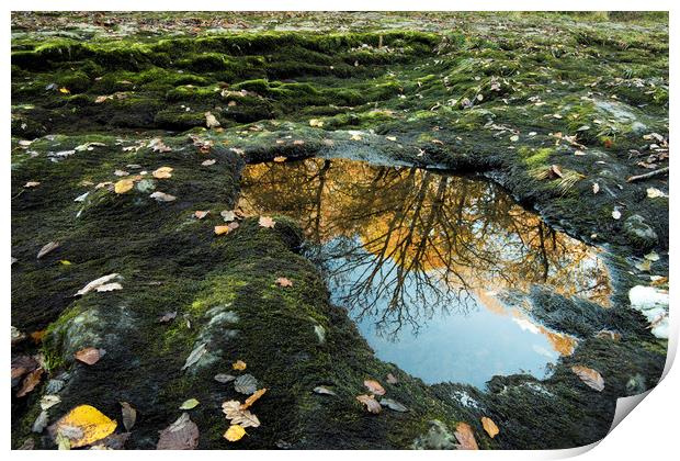 Limestone Reflection Print by Janette Hill