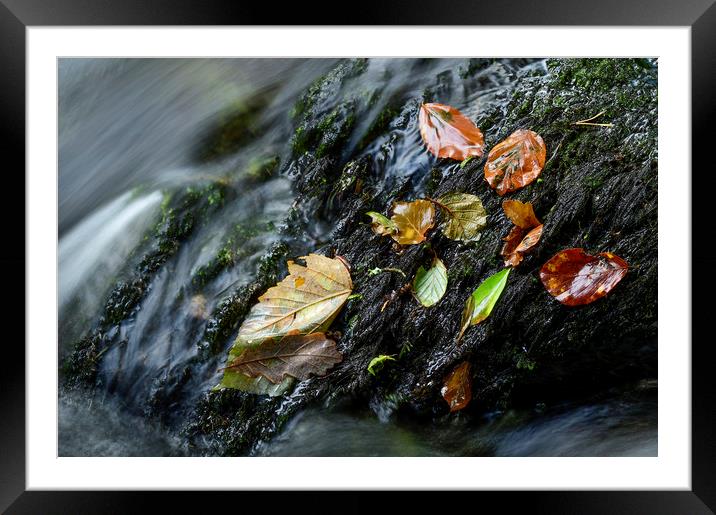 Autumn  Framed Mounted Print by Janette Hill