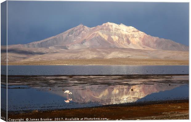 Chilean Flamingo and Lake Chungara Chile Canvas Print by James Brunker