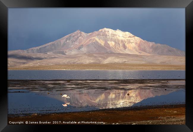 Chilean Flamingo and Lake Chungara Chile Framed Print by James Brunker