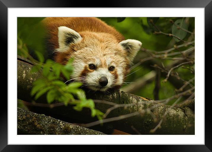 Red Panda Framed Mounted Print by Jacqi Elmslie