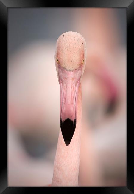Pink Flamingo Portrait Framed Print by Janette Hill
