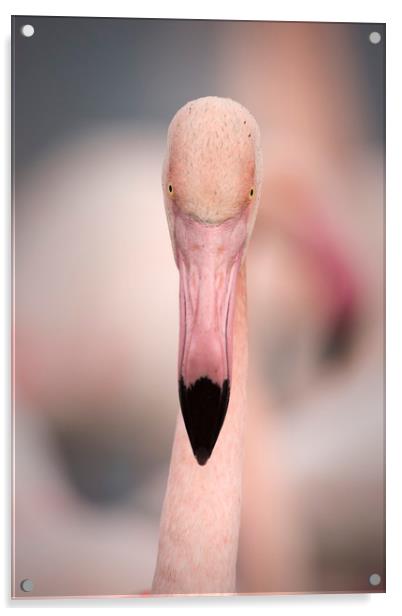 Pink Flamingo Portrait Acrylic by Janette Hill