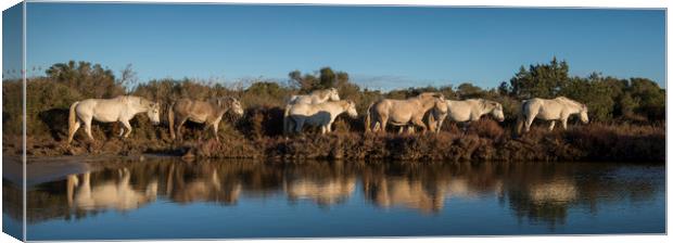 White Horses Reflection Canvas Print by Janette Hill