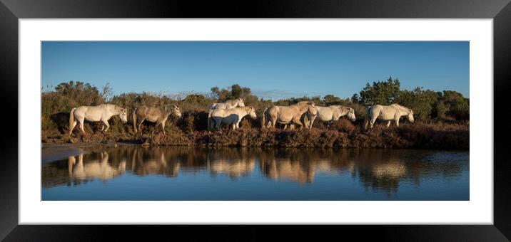 White Horses Reflection Framed Mounted Print by Janette Hill