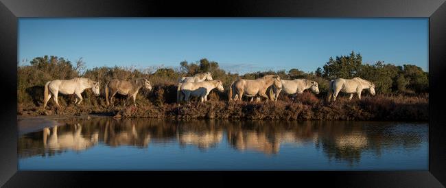 White Horses Reflection Framed Print by Janette Hill
