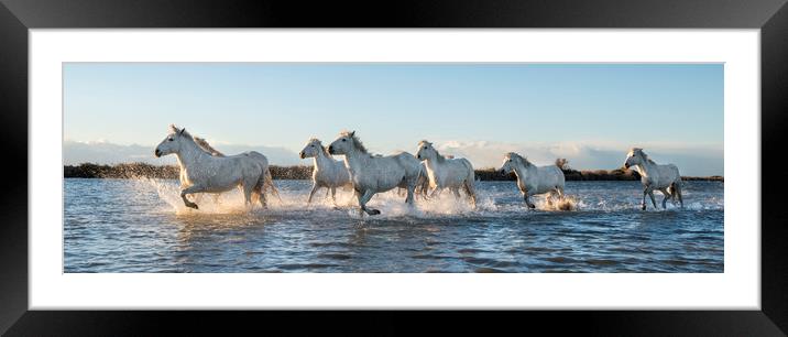 Sea Horses panorama Framed Mounted Print by Janette Hill