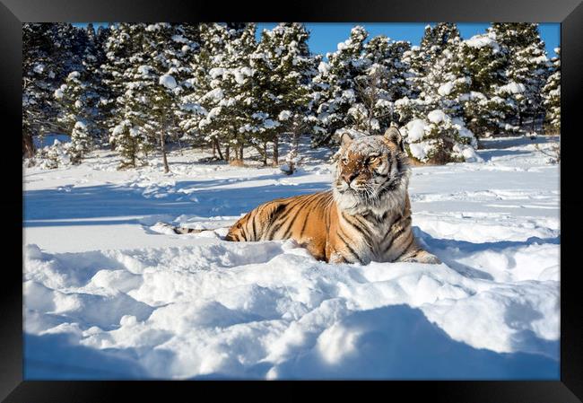 Siberian Tiger in snow Framed Print by Janette Hill