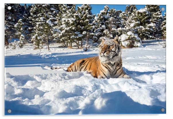 Siberian Tiger in snow Acrylic by Janette Hill