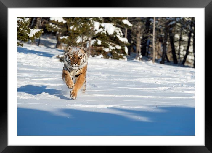 Siberian Tiger  Framed Mounted Print by Janette Hill