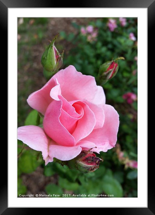 pink rose blooming Framed Mounted Print by Marinela Feier