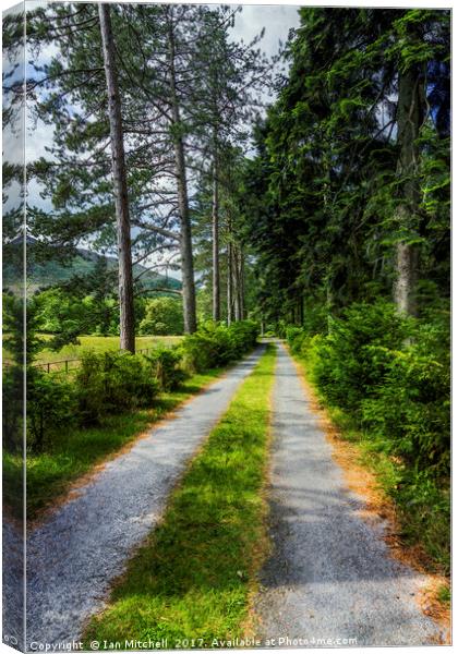 Country Path Walks Canvas Print by Ian Mitchell
