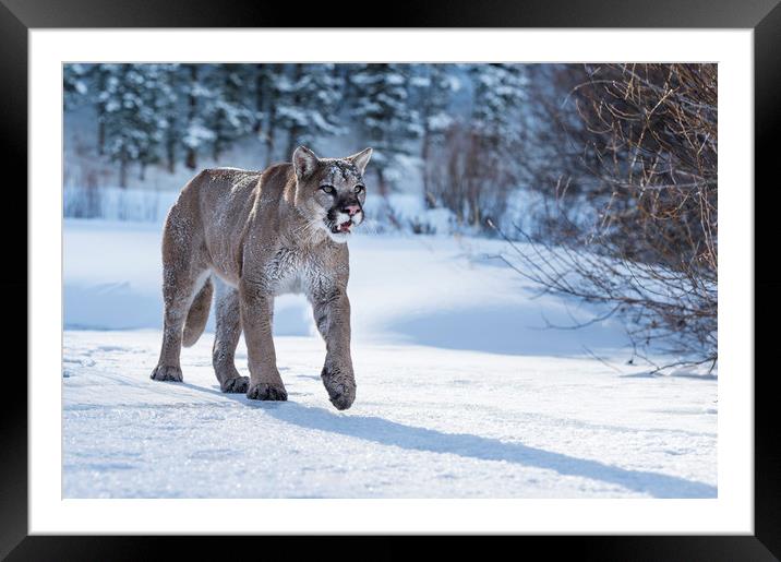 Puma Prowl Framed Mounted Print by Janette Hill